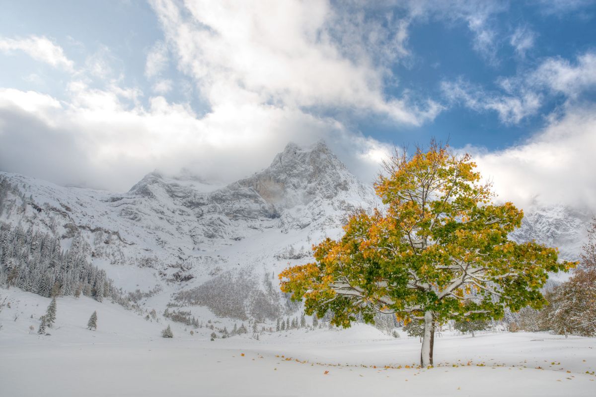 Ahornbaum mit Herbstlaub im verschneiten Ahornboden