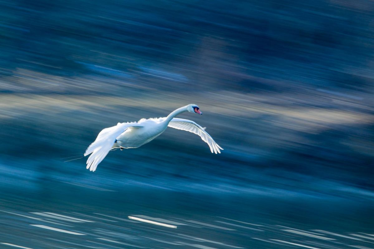 Naturfotografie Marion Hogl